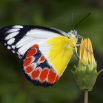 Scarlet Jezebel (Delias argenthona)