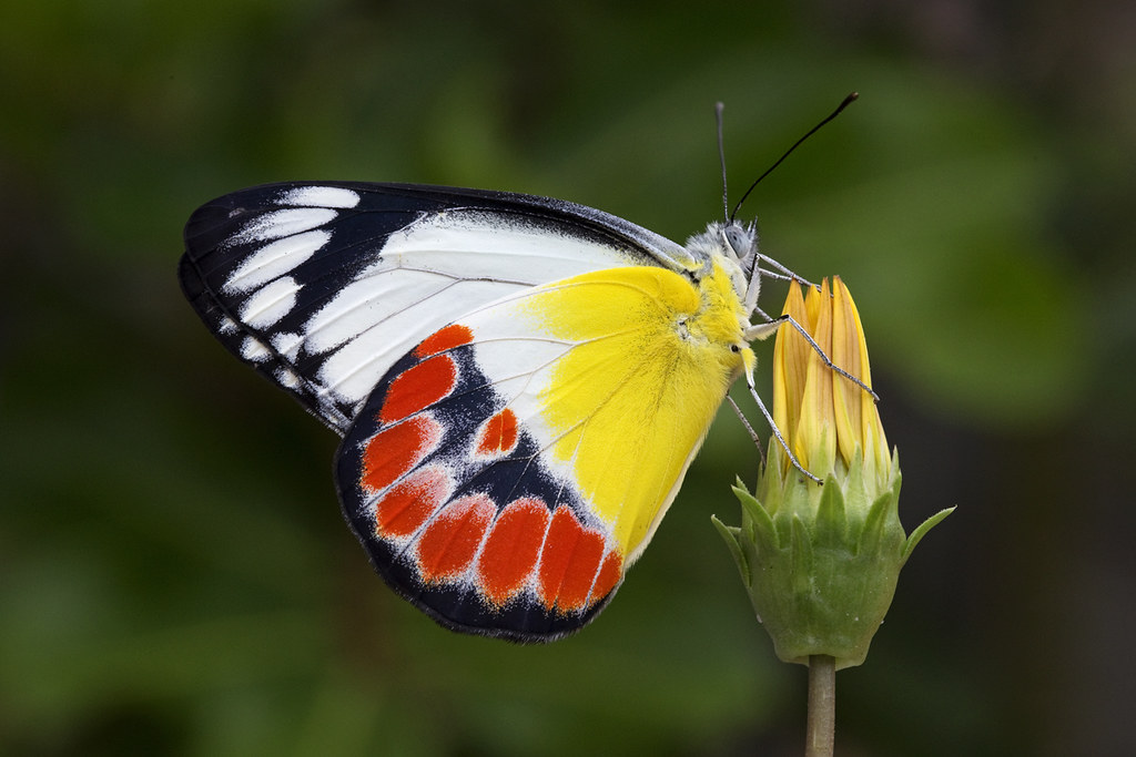Scarlet Jezebel (Delias argenthona)