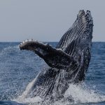 Southern Humpback Whale (Megaptera novaeangliae australis)