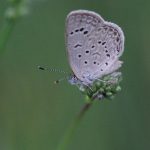 Spotted Grass-blue (Zizeeria karsandra)