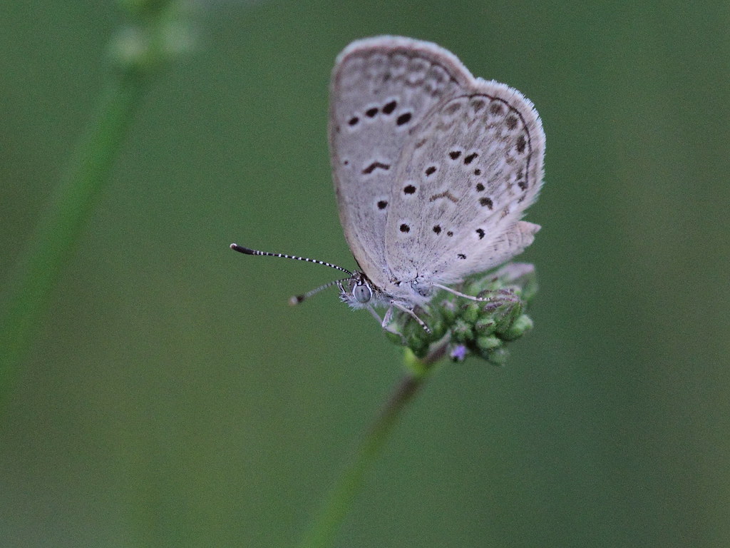 Spotted Grass-blue (Zizeeria karsandra)