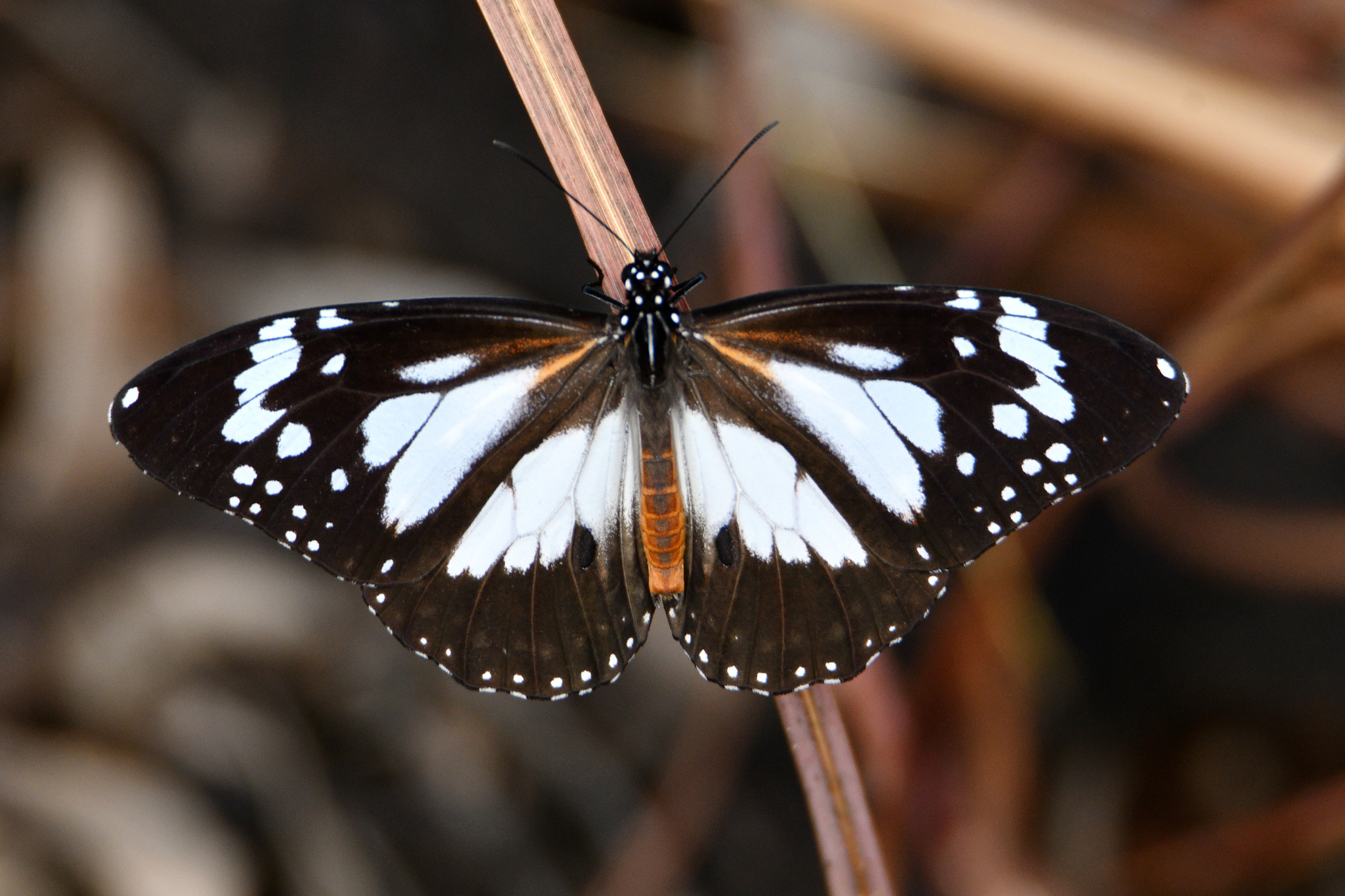 Swamp Tiger (Danaus affinis)