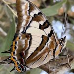 Tailed Emperor (Charaxes sempronius)