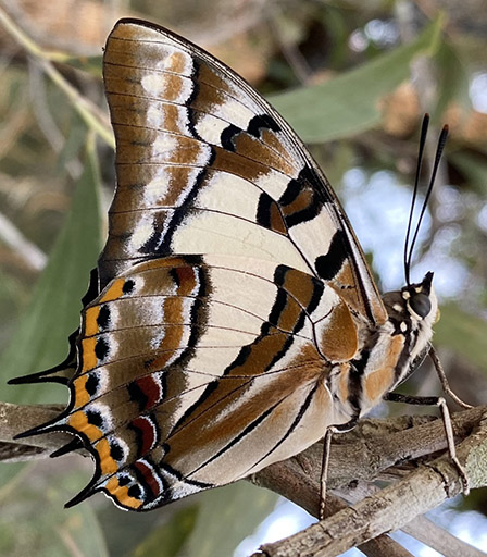 Tailed Emperor (Charaxes sempronius)