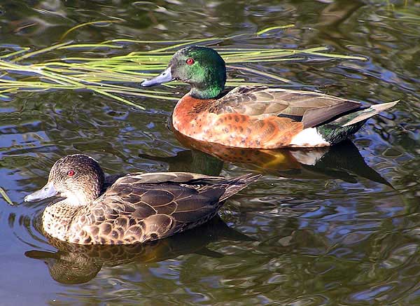 Chestnut Teal (Anas castanea)