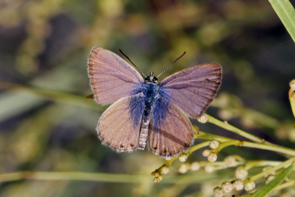 Two-spotted Line-blue (Nacaduba biocellata)