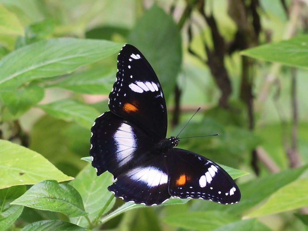 Varied Eggfly (Hypolimnas bolina)