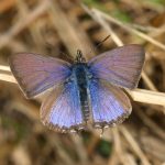 Wattle Blue (Theclinesthes miskini)