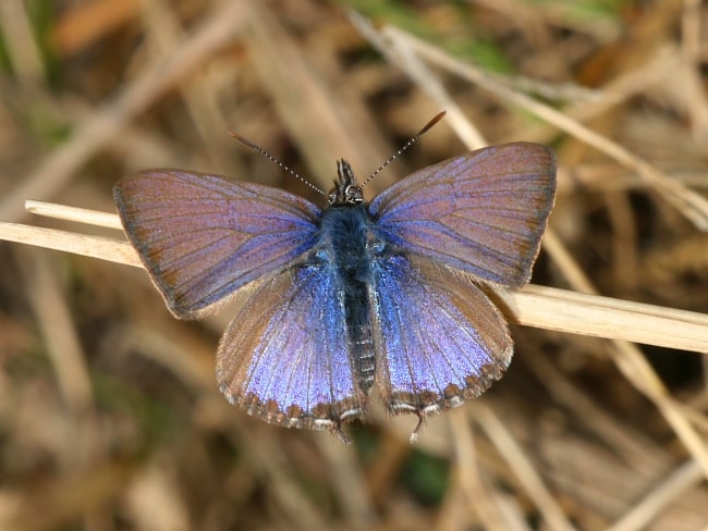 Wattle Blue (Theclinesthes miskini)