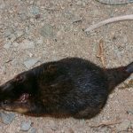 White Tailed Water Rat (hydromys chrysogaster)