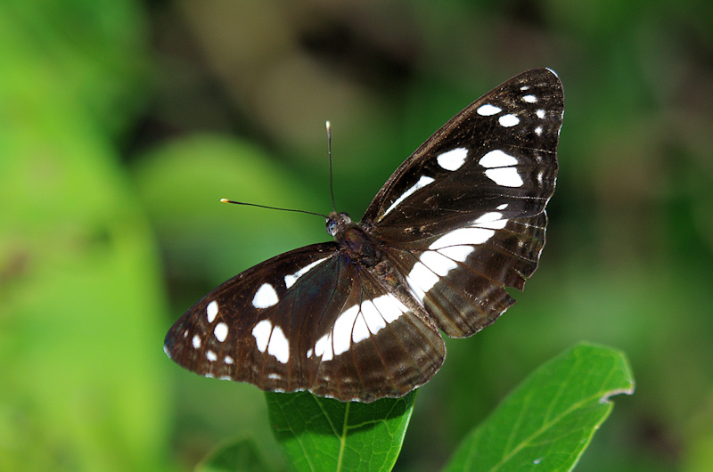 White-banded Plane (Phaedyma shepherdi)