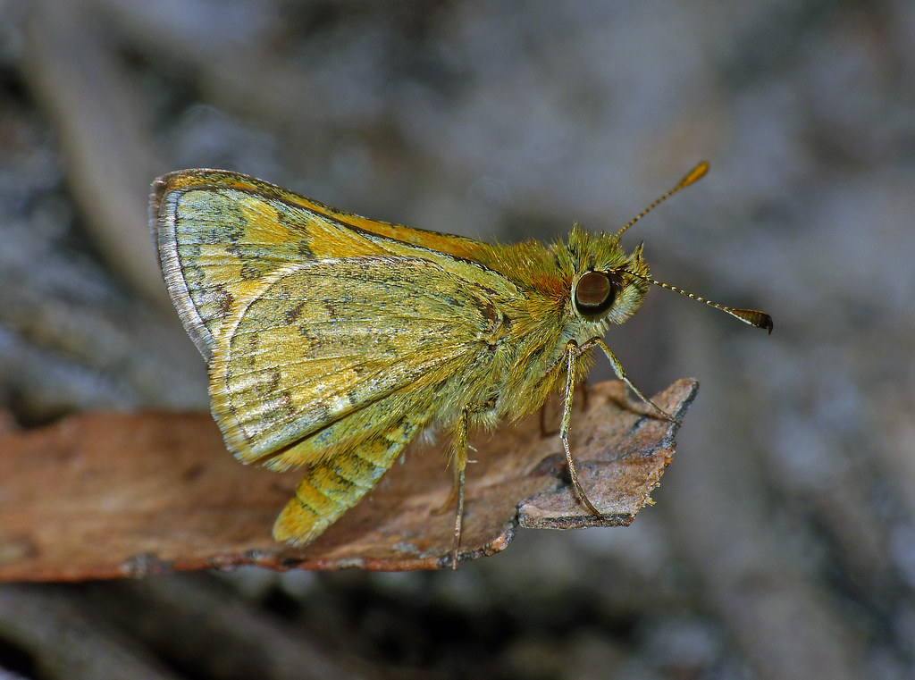 Greenish Grass-dart (Ocybadistes walkeri)