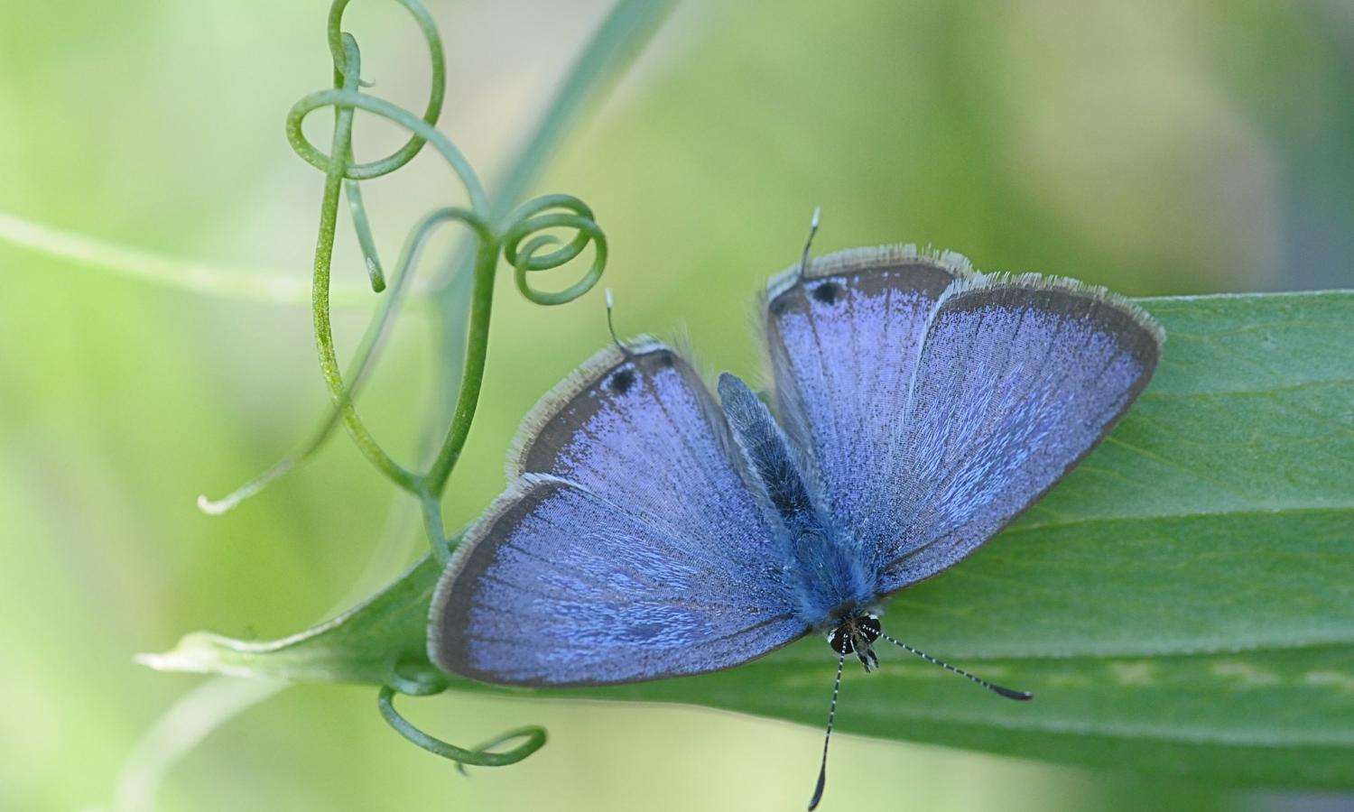 Long-tailed Pea-blue (lampides boeticus)