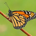 Monarch Butterfly (danaus-plexippus)