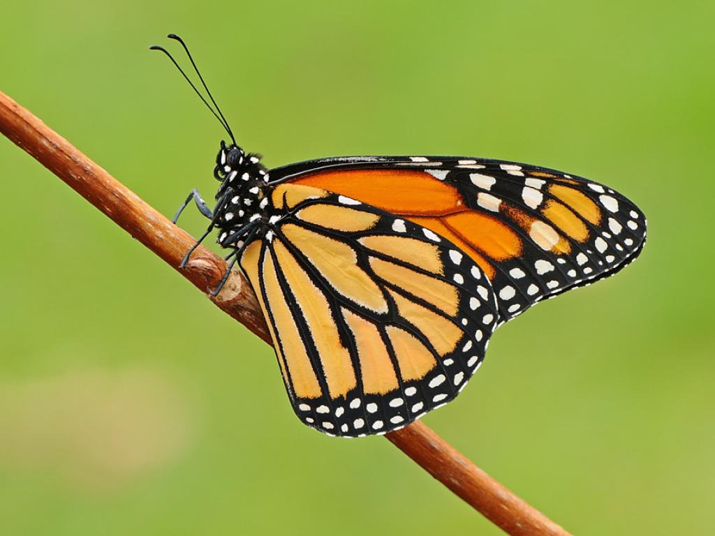 Monarch Butterfly (danaus-plexippus)