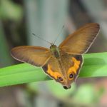 Orange-streaked Ringlet (Hypocysta irius)