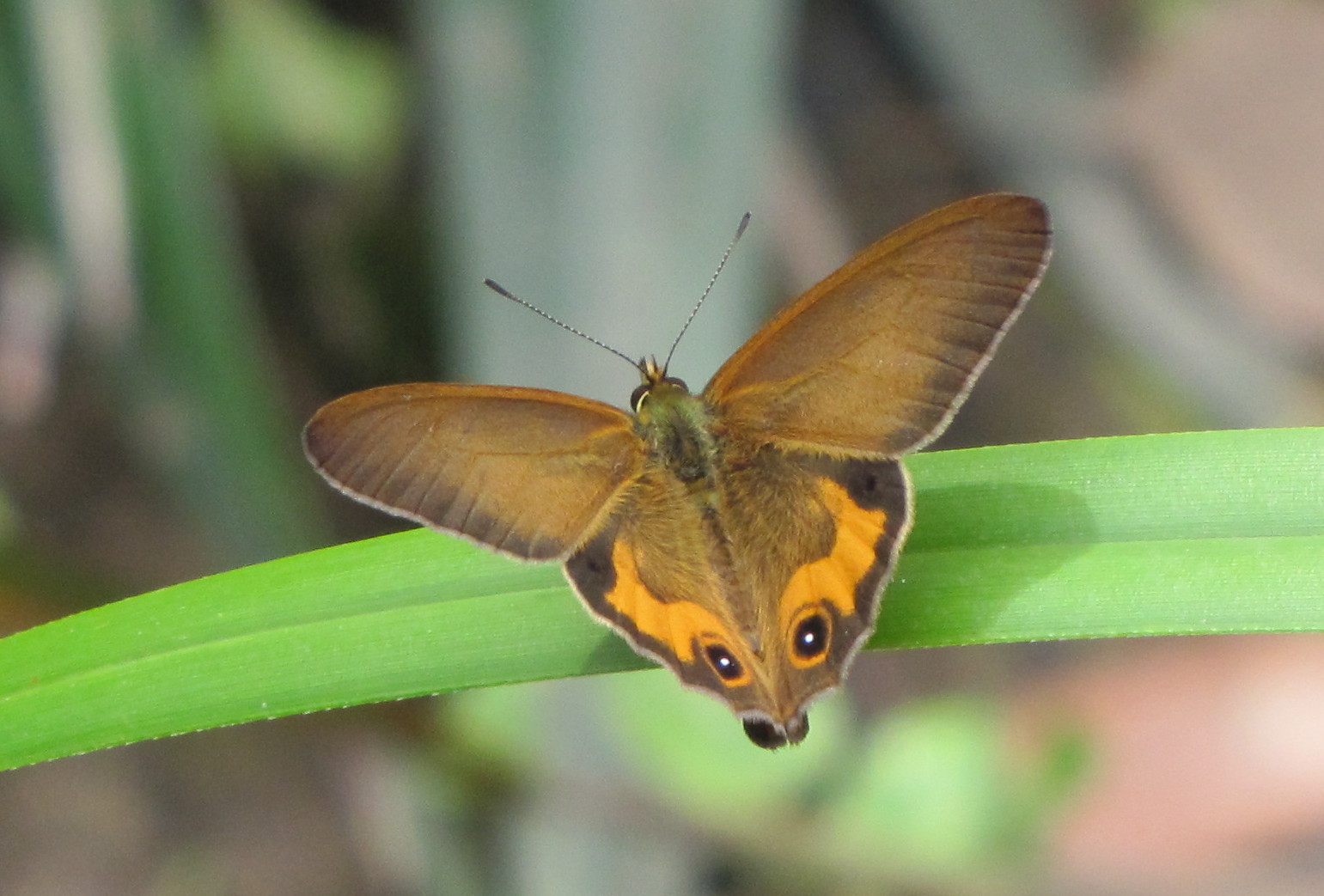 Orange-streaked Ringlet (Hypocysta irius)