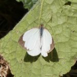 Striated (or Chalky) Pearl-white (Elodina parthia)