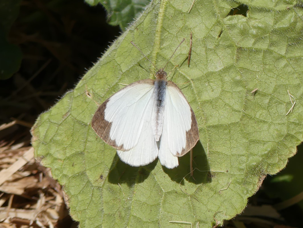 Striated (or Chalky) Pearl-white (Elodina parthia)
