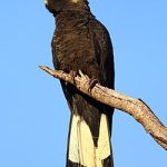 Yellow-Tailed Black Cocatoo (Calyptorhynchus funereus)