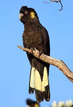 Yellow-Tailed Black Cocatoo (Calyptorhynchus funereus)