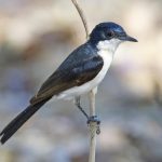 Restless Flycatcher (Myiagra inquieta)