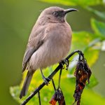 Dusky Honeyeater (Myzomela obscura)