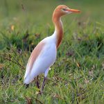 Eastern Cattle Egret (Ardea coromanda)