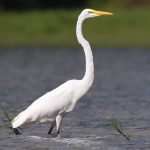 Eastern Great Egret (Ardea alba)