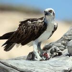 Eastern Osprey (Pandion haliaetus cristatus)