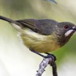 Fairy Gerygone (Gerygone palpebrosa)