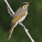 Mangrove Honeyeater (Gavicalis fasciogularis)