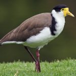 Masked Lapwing (Vanellus miles)