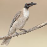 Noisy Friarbird (Philemon corniculatus)