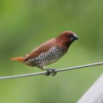 Nutmeg Mannikin (Lonchura punctulata)