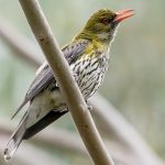 Olive-backed Oriole (Oriolus sagittatus)