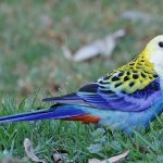 Pale-headed Rosella (Platycercus adscitus)