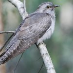Pallid Cuckoo (Heteroscenes pallidus)