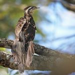 Pheasant Cuckoo (Dromococcyx phasianellus)