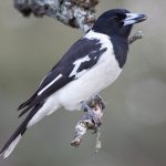 Pied Butcherbird (Cracticus nigrogularis)