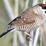 Plum-headed Finch (Emblema modestum)