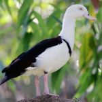 Radjah Shelduck (Radjah radjah)