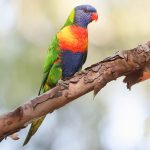 Rainbow Lorikeet (Trichoglossus moluccanus)