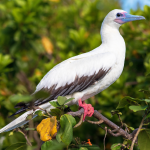 Red-Footed Booby (Sula sula)