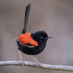 Red-backed Fairy-Wren (Malurus melanocephalus)