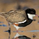 Red-kneed Dotterel (Erythrogonys cinctus)