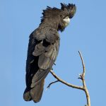 Red-tailed Black-Cockatoo (Calyptorhynchus banksii)