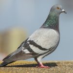 Rock Dove (Columba livia)
