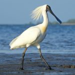 Royal Spoonbill (Platalea regia)