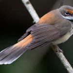 Rufous Fantail (Rhipidura rufifrons)